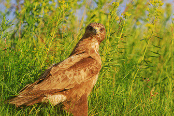 Buzzard of summer grass