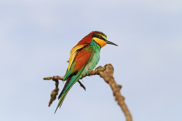 Bright bird on a branch against a background of dark sky