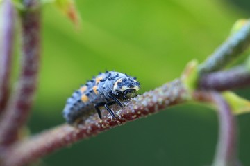 Ladybird, ladybug larva.   Ladybirds are used in biological pest control as they feed on aphids.