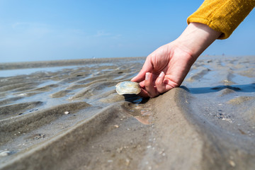 Muschel in der Hand Nordsee