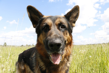 Dog german shepherd on the field in summer day