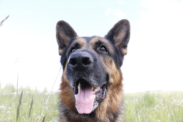 Dog german shepherd on the field in summer day