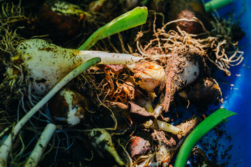 many young onions are tulip background close-up