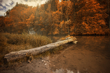 Autumn colors by the river and a tree forest water