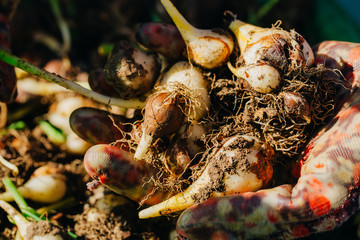 many young tulip onions lie in the hands of a close-up