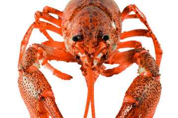 Fresh boiled red crayfish isolated on white background.