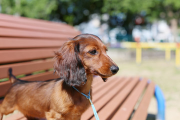 ダックスフンド