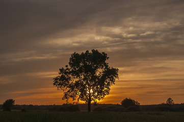 Fototapeta na wymiar The sunset behind a tree