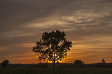 Obraz premium The sunset behind a tree