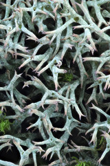 Lichen texture, cup lichen (Cladonia uncialis)