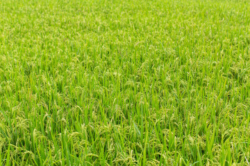 Light-green summer rice field.