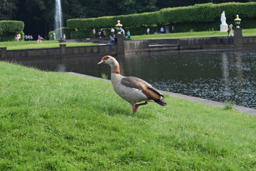 Gänse