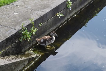 Gänse