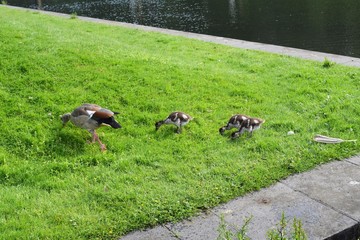 Gänse