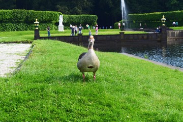 Gänse