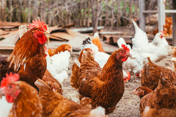 chicken and rooster walking around the yard