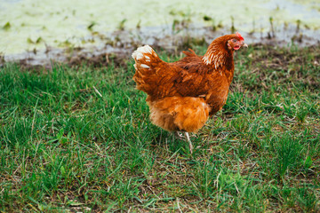rustic chicken brown coloring on a background of grass