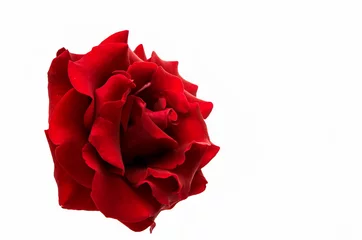 Photo sur Aluminium Roses red rose isolated