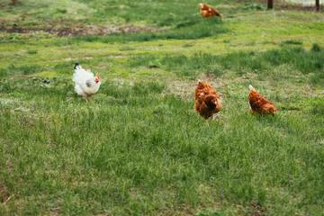 chicken and rooster walking in the grass