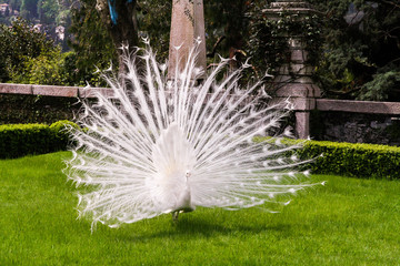 White albino peacock with a tail like a fan-opening on a green lawn in the spring or summer.
