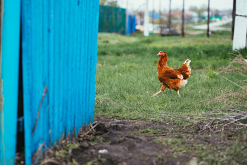 rustic chicken brown coloring on a background of grass