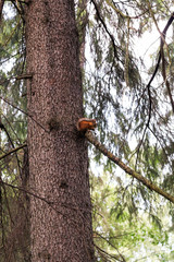 Red squirrel keeps the claws of a tree trunk in green summer forest.