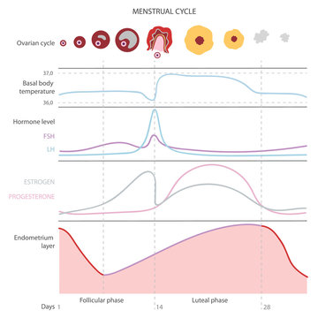 The menstrual cycle, showing changes hormones, endometrial basal body temperature. Infographics. Vector