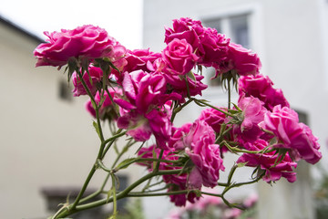 
background landscape trellis branch beautiful pink roses in Salzburg