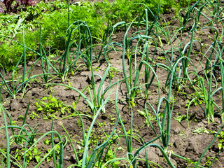 Green onion grows in the garden