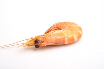 Tropical shrimp