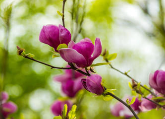 Obraz na płótnie Canvas Magnolia. A branch of a blossoming magnolia. Botanical garden with magnolia trees. Flowers magnolia.