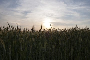 Grain at sunset
