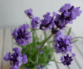 Beautiful lavender