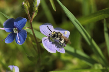 Winzige Wildbiene