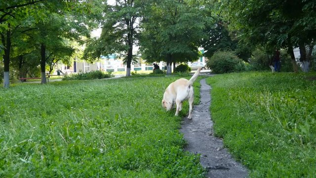 Beautiful active dog chewing stick in the park. Labrador playing in the green grass on the lawn with a wooden stick