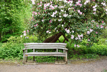 Wooden bench in the garden