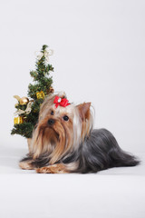 Decorative dog Yorkshire Terrier, Christmas