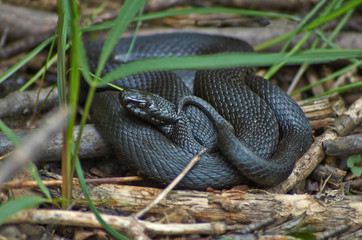 Venomous snake black forest viper.