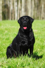 dog black Labrador sitting