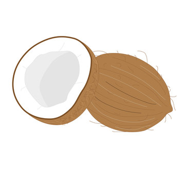 Coconut tropical nut fruit with cut. Vector illustration isolated white background. Coconut, coconut oil, fresh coconut, coconut water, coconut milk, coco broken, coconut shell, coconut isolated, coco