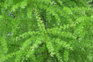 Branches with young green needles of a larch European (Larix dec