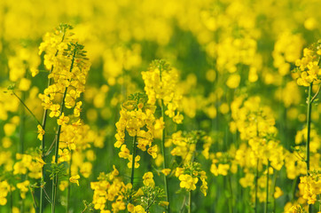 Rapeseed field with yellow flowers, natural agricultural eco spring background