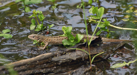 Green lizard of dry grass.