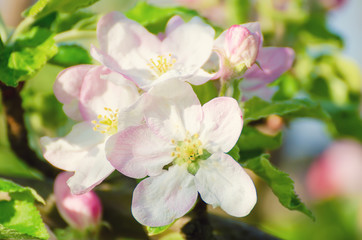 Fototapeta na wymiar Apple tree flower blossoming at spring time, floral background