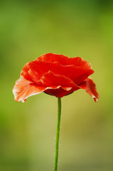 Red poppy flowers blooming in the green grass field, floral natural spring background, can be used as image for remembrance and reconciliation day