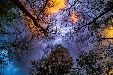 Tree looking up, Dead tree with sunlight