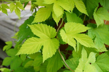 Golden Hop vine (humulus lupulus aureus)