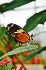 Colorful butterfly