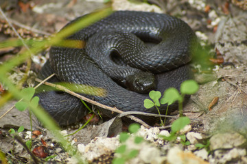 Venomous snake black forest viper.
