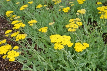 Yellow flowers of the achillea Moonshine yarrow